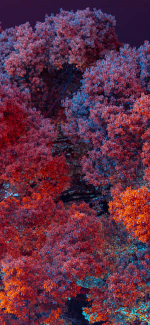 Mesmerizing Forest Scene On An Iphone Screen Wallpaper