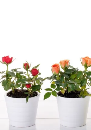 Mesmerizing Miniature Roses In Full Bloom Wallpaper