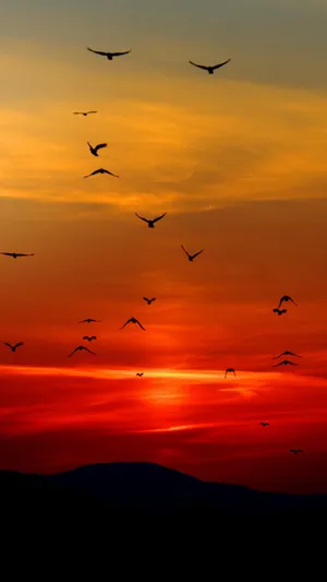 Mesmerizing Orange Sunset Wallpaper