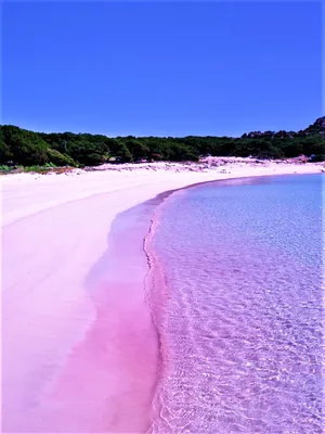 Mesmerizing Pink Beach - A Unique Tropical Paradise Wallpaper