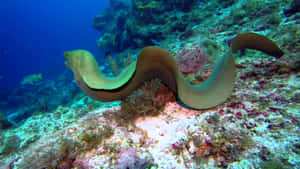 Mesmerizing Sight Of A Moray Eel Lurking Among The Coral Reefs Wallpaper