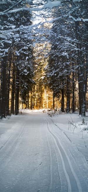 Mesmerizing Snowy Road Landscape Wallpaper