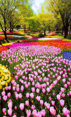 Mesmerizing Tulip Field In Full Bloom Wallpaper