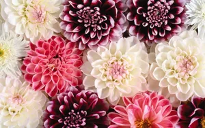 Mesmerizing Tumblr Flowers Desktop Wallpaper