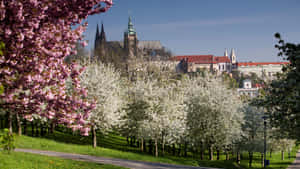 Mesmerizing View Of Prague Castle Wallpaper