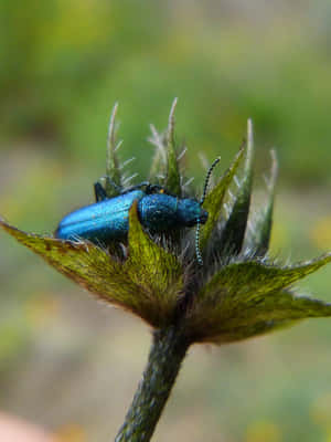 Metallic Blue Blister Beetleon Plant Wallpaper