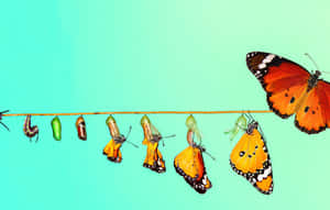 Metamorphosis - The Incredible Transformation Of A Caterpillar Wallpaper