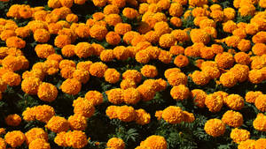 Mexican Marigold Field Wallpaper