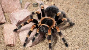 Mexican Redknee Tarantulaon Sand.jpg Wallpaper