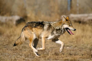 Mexican Wolf 1600 X 1066 Wallpaper Wallpaper