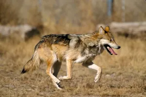 Mexican Wolf 1600 X 1066 Wallpaper Wallpaper