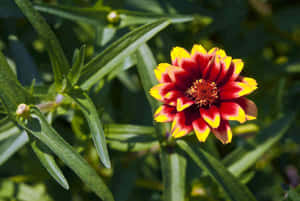 Mexican Zinnia With Jovial Colors Wallpaper
