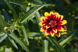 Mexican Zinnia With Jovial Colors Wallpaper