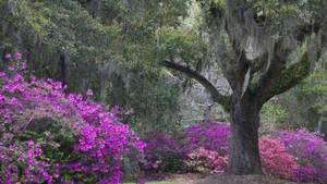 Middleton Plantation South Carolina Wallpaper