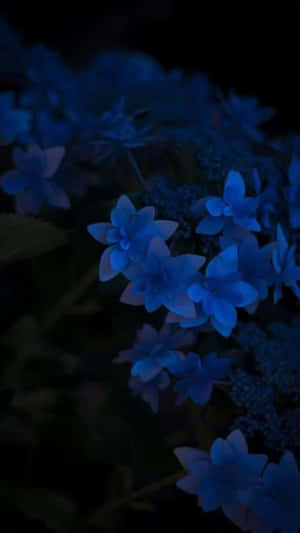 Midnight Blue Floral Aesthetic Wallpaper