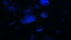 Midnight_ Blue_ Jellyfish_ Swim Wallpaper