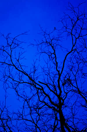 Midnight_ Blue_ Silhouette_ Tree Wallpaper