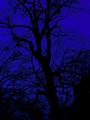 Midnight Blue Silhouette Trees Wallpaper