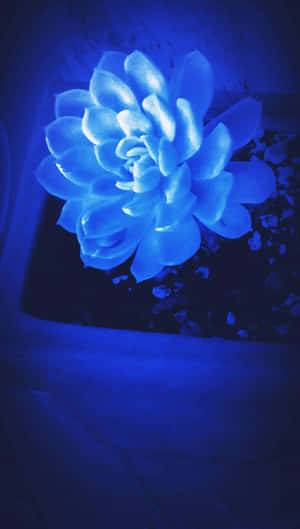 Midnight Blue Succulent Glow Wallpaper