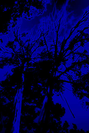 Midnight_ Forest_ Silhouette Wallpaper