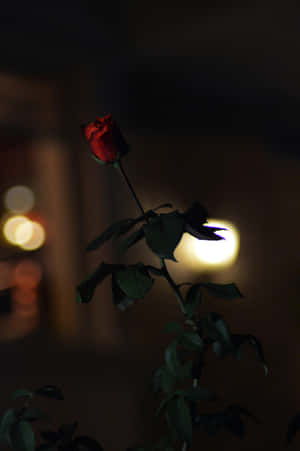 Midnight Solitude Rose Wallpaper