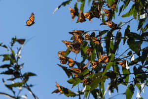 “migrating Butterflies In Flight” Wallpaper