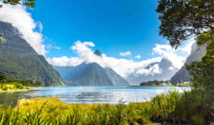 Milford Sound Green Grasses Wallpaper