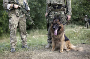 Military Canine Unitin Field Training.jpg Wallpaper