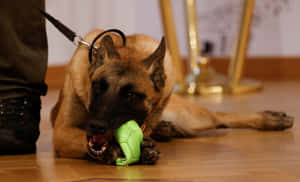 Military_ Dog_ With_ Toy Wallpaper