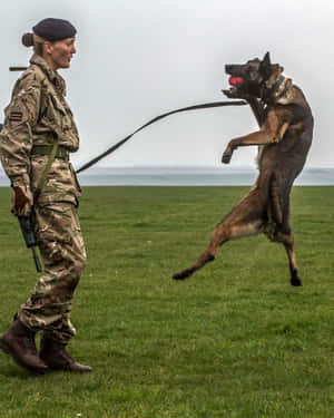 Military Handlerand Jumping Dog Wallpaper