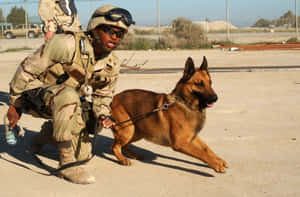 Military Handlerand Working Dog Wallpaper