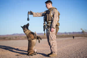 Military Handlerand Working Dog Training Wallpaper