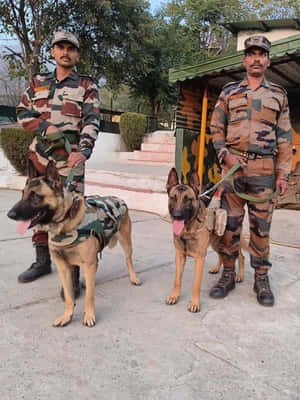 Military Personnel With Service Dogs Wallpaper