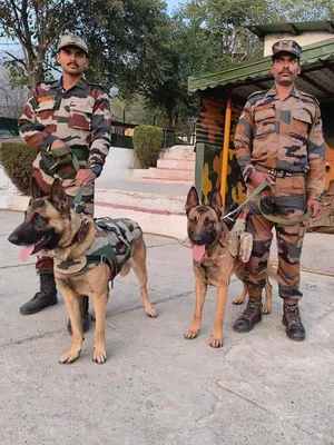 Military Personnel With Service Dogs Wallpaper