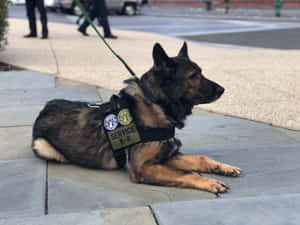 Military Service K9 Restingon Duty Wallpaper