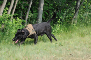 Military_ Working_ Dog_in_ Field Wallpaper