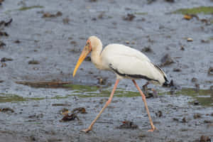 Milky Stork Wadingin Wetland.jpg Wallpaper