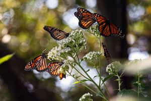 Millions Of Butterflies Embark On An Epic Annual Migration Every Year. Wallpaper