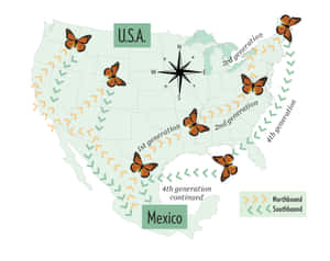 Millions Of Butterflies Engaging In Incredible Migration Wallpaper