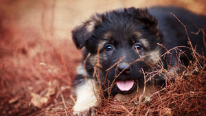 Mini German Shepherd Puppy Wallpaper