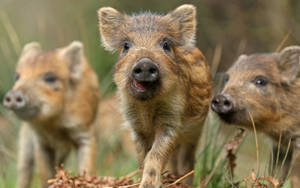 Mini Wild Boar Wallpaper