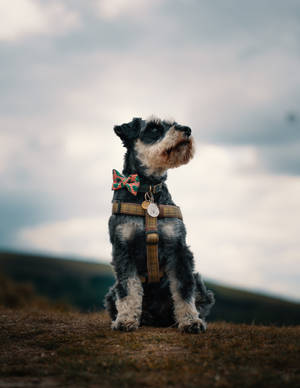 Miniature Schnauzer Selective Focus Wallpaper