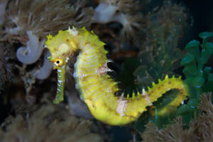 Miniature Yellow Seahorse Wallpaper