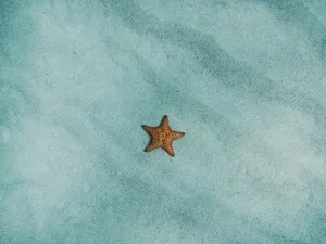 Minimal Starfish Google Meet Background Wallpaper