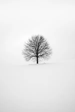 Minimal Winter Tree Cool Ipad Wallpaper