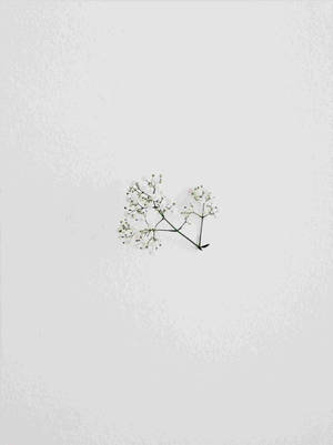 Minimalist Aesthetic Small Flowers Wallpaper