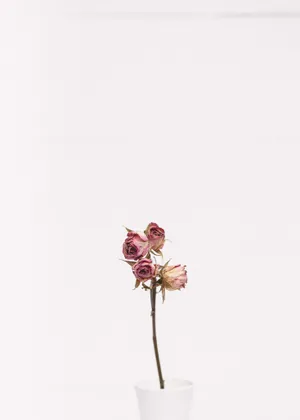 Minimalist Beauty Of A Pink Rose Wallpaper