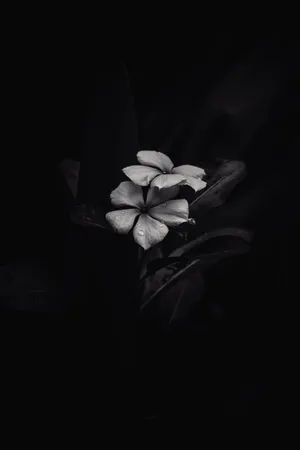 Minimalist Black And White Flower Iphone Wallpaper