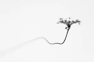Minimalist Blackand White Flower Silhouette.jpg Wallpaper