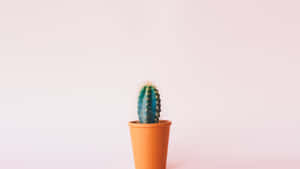 Minimalist Cactusin Terra Cotta Pot Wallpaper